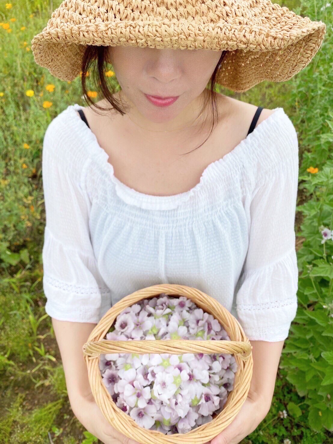 摘んだマロウの花