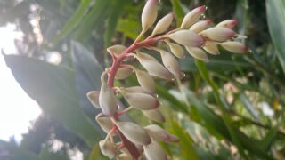 月桃（げっとう）― 沖縄の島に生きる植物