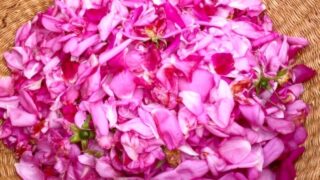 ローズヒップという実のこと ― バラが咲いたあとに残るもの